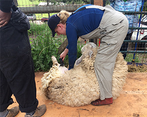 Shearing Fredrick