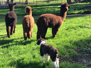 The Alpacas with Tucker, the ranch dog