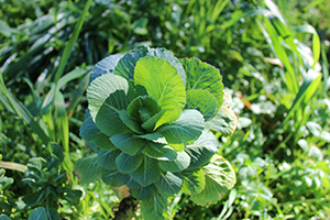 Garden Cabbage