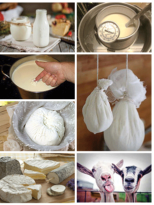 Making Goats Cheese