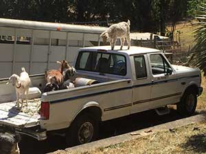 Goats of the truck