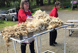 Preparing the fleece