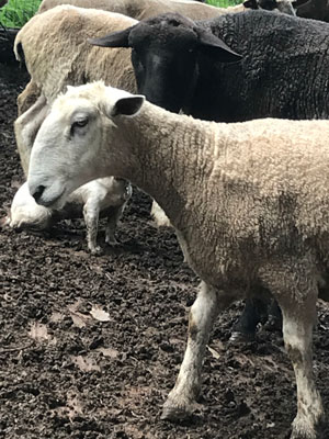 Newly sheared sheep