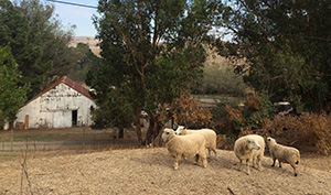Sheep with barn in background